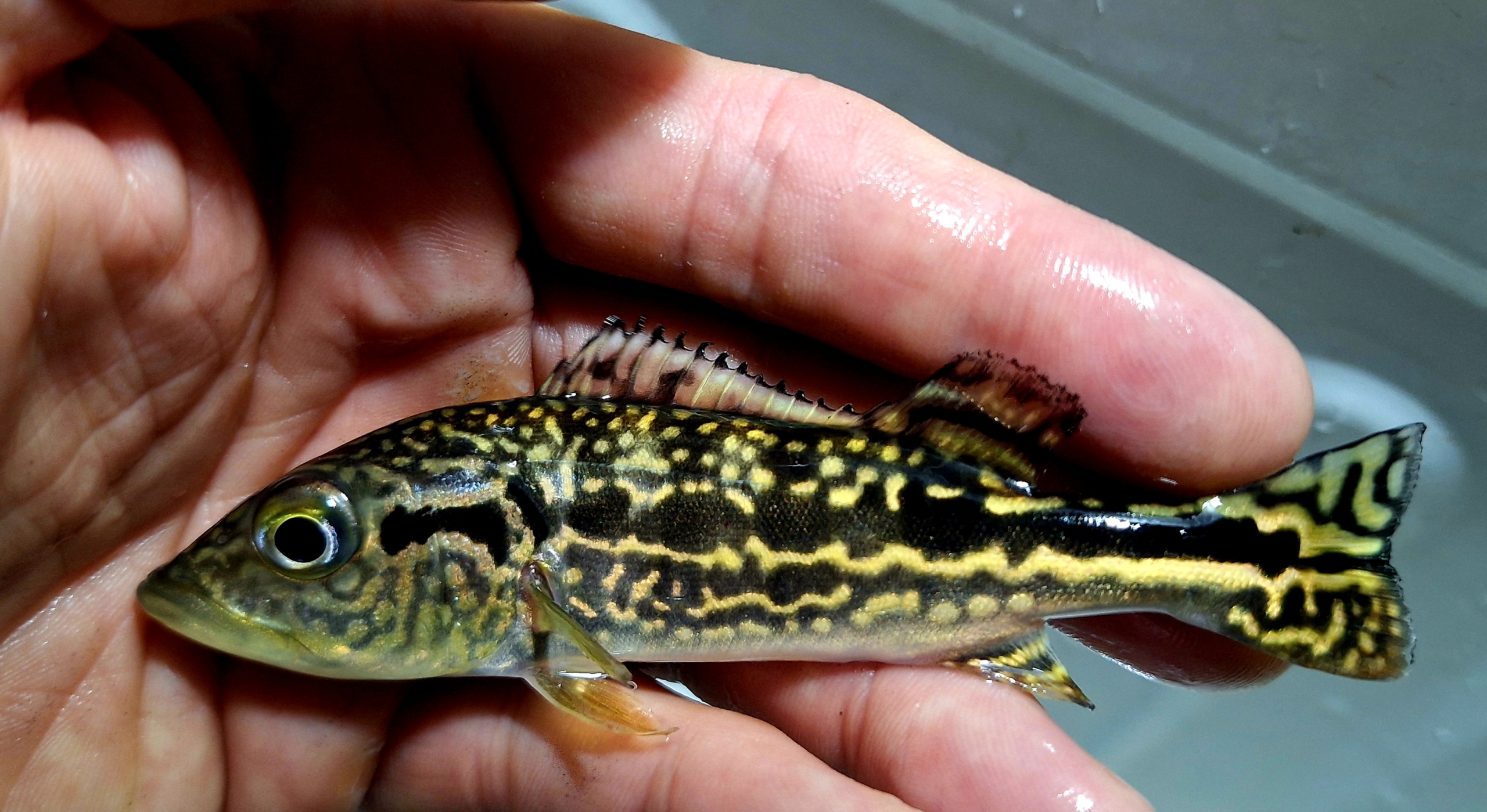 cichlaroyalsilk