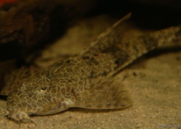 hemiloricaria teffeana
