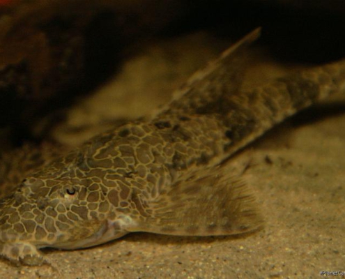 hemiloricaria teffeana