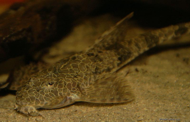 hemiloricaria teffeana