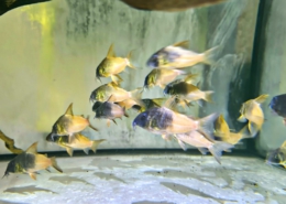 Corydoras sp. CW 217 "RÍO TOMO"(Hoplisoma spec. CW 217)