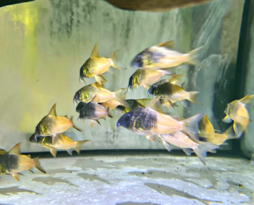 Corydoras sp. CW 217 "RÍO TOMO"(Hoplisoma spec. CW 217)