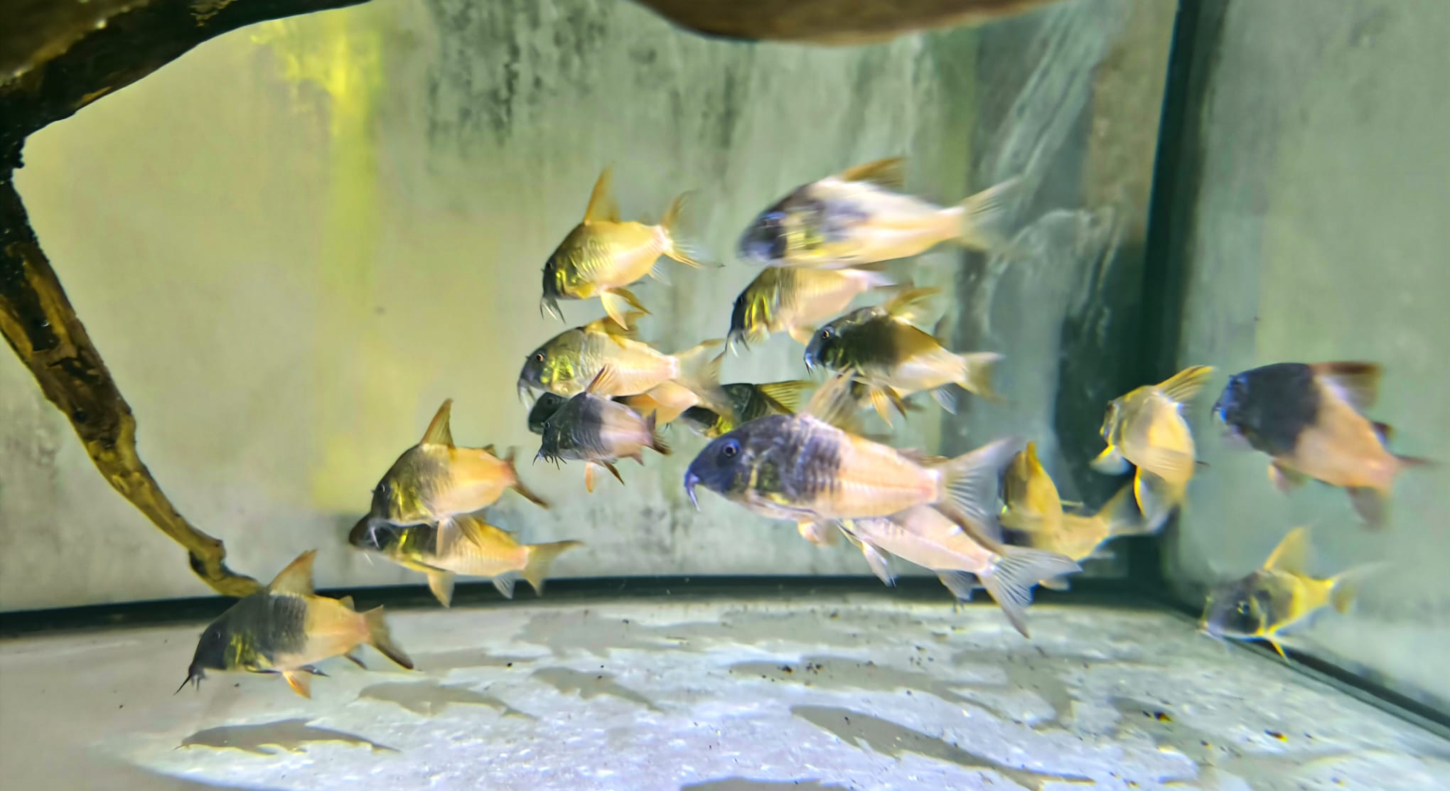 Corydoras sp. CW 217 