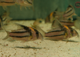 Hoplisoma aff. parallelum (CW127)