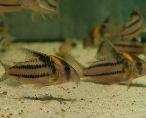 Hoplisoma aff. parallelum (CW127)