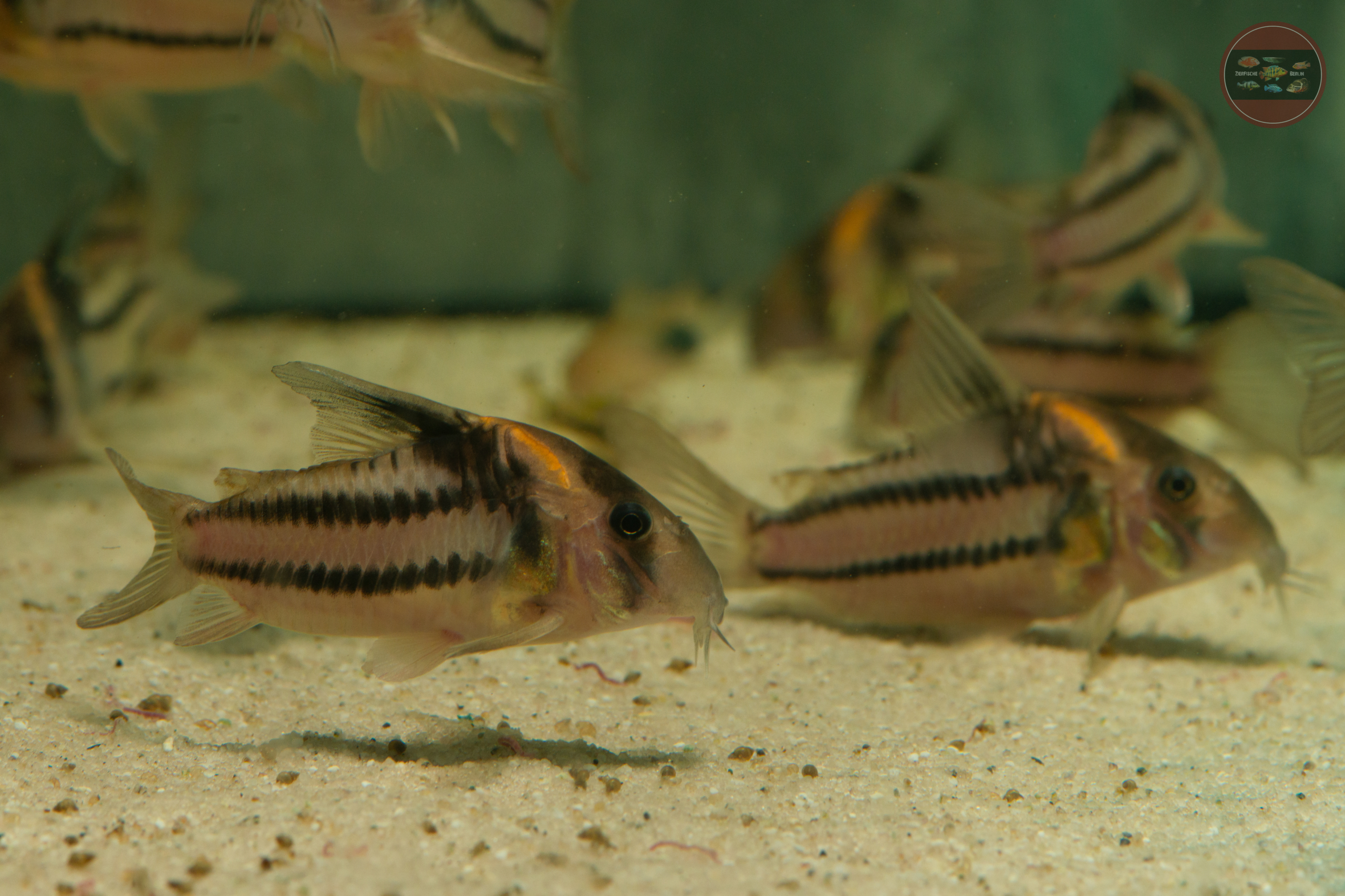 Hoplisoma aff. parallelum (CW127)