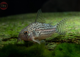 Hoplisoma araguaiaense