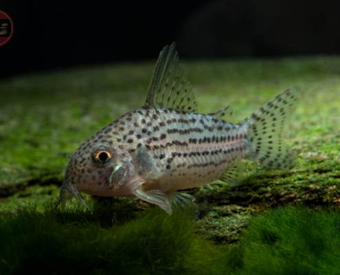 Hoplisoma araguaiaense