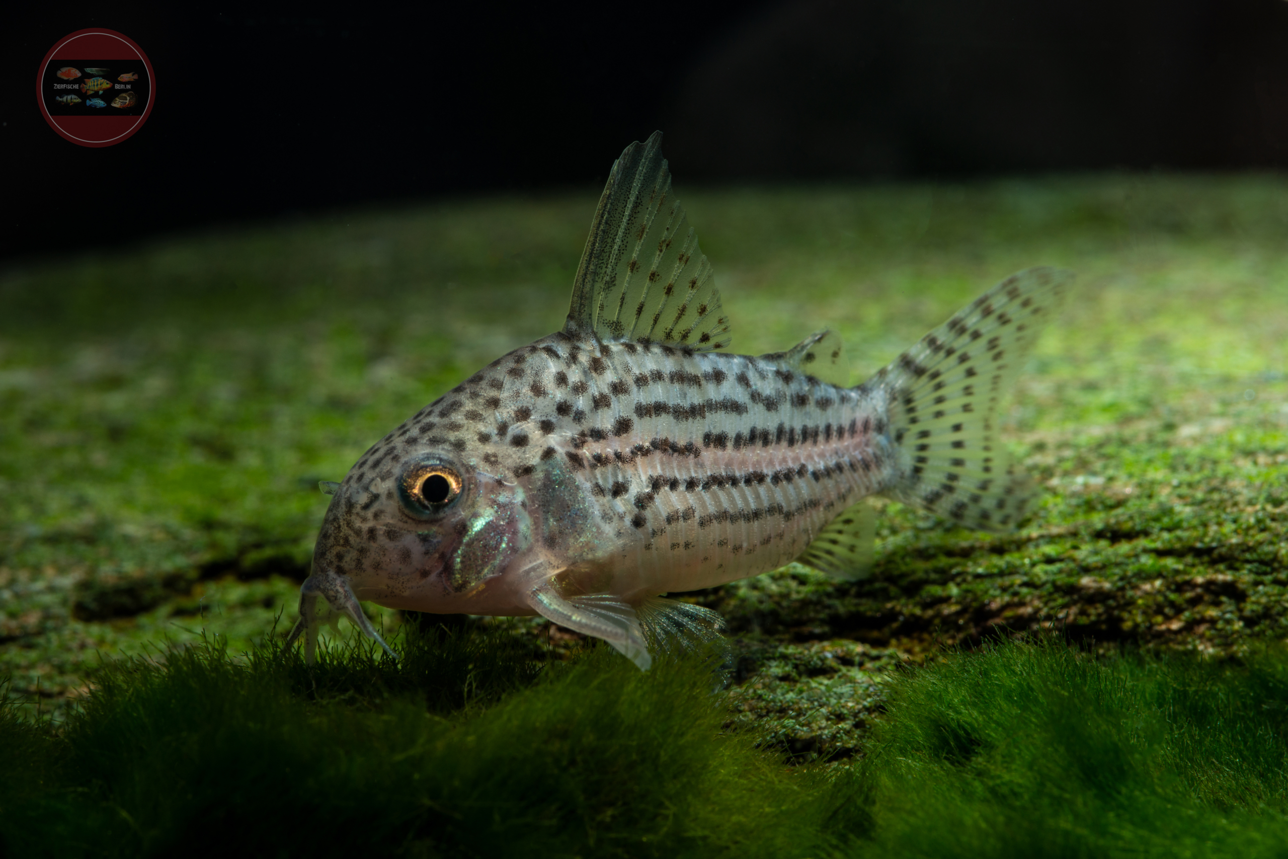 Hoplisoma araguaiaense