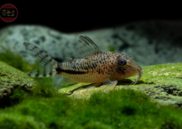 Fullers Panzerwels, DNZ Corydoras fulleri