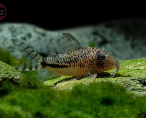 Fullers Panzerwels, DNZ Corydoras fulleri