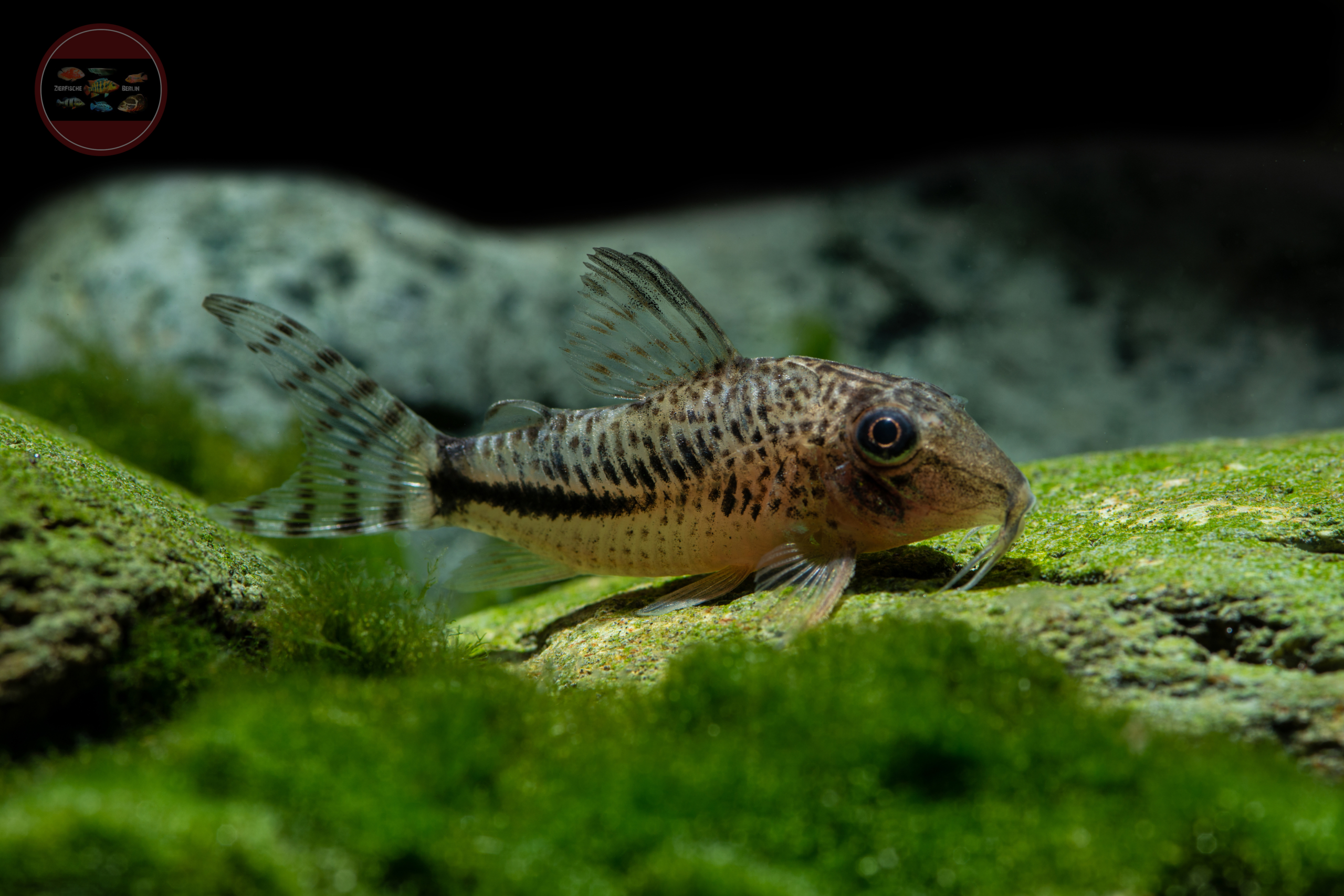 Fullers Panzerwels, DNZ Corydoras fulleri