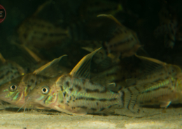 Bänder-Prachtpanzerwels, WF Brochis (Corydoras) pulchra
