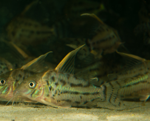 Bänder-Prachtpanzerwels, WF Brochis (Corydoras) pulchra