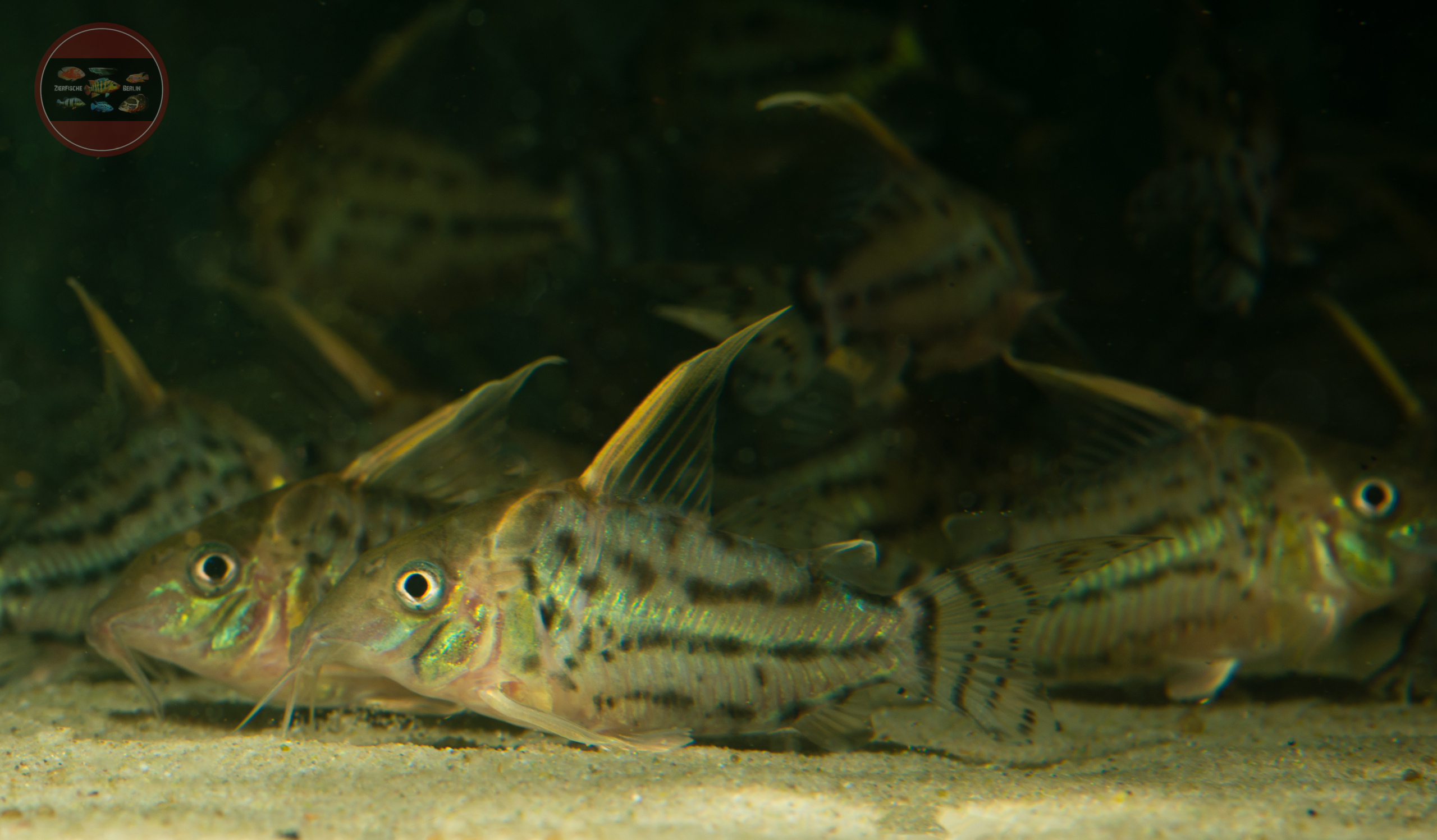 Bänder-Prachtpanzerwels, WF Brochis (Corydoras) pulchra