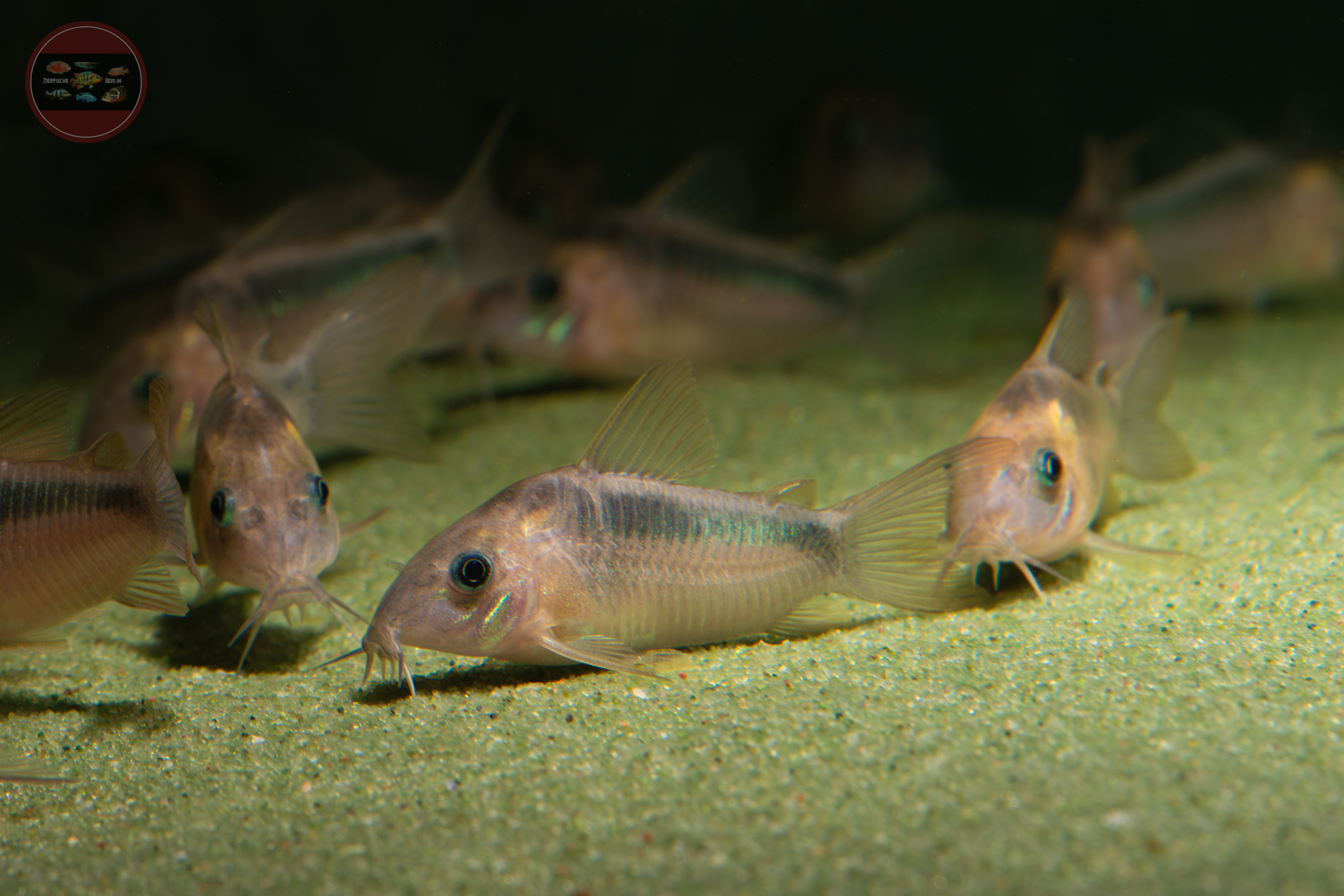 Zügel-Panzerwels, WF-PERU Corydoras zygatus
