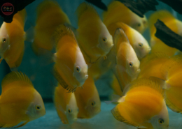 Diskus-Marlboro-Yellow, NZ-VNM Symphys. aequifasciatus "Marlboro Yellow"