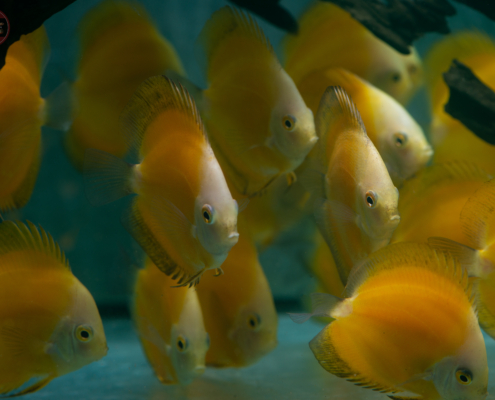 Diskus-Marlboro-Yellow, NZ-VNM Symphys. aequifasciatus "Marlboro Yellow"