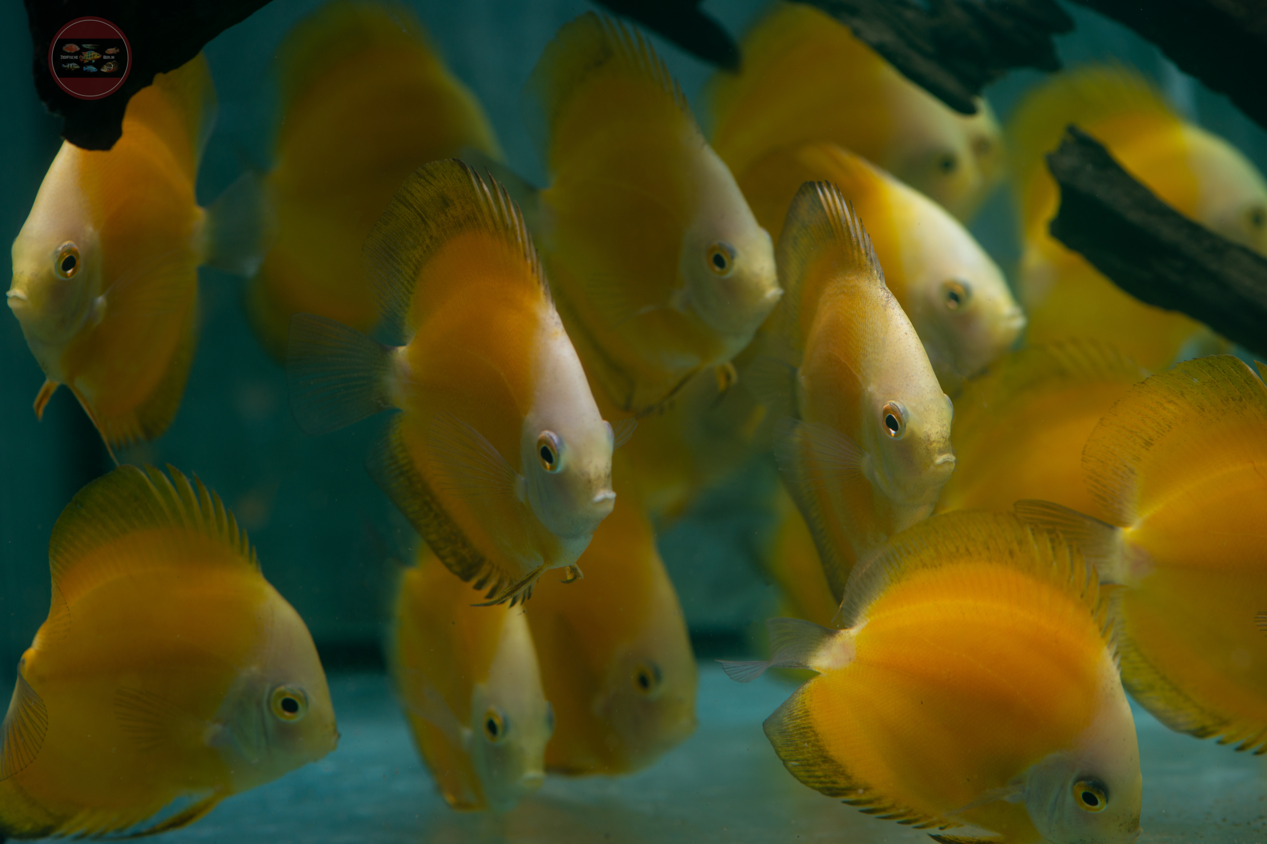 Diskus-Marlboro-Yellow, NZ-VNM Symphys. aequifasciatus 