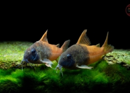 Corydoras sp. CW217 "RÍO TOMO"(Hoplisoma spec. CW 217)