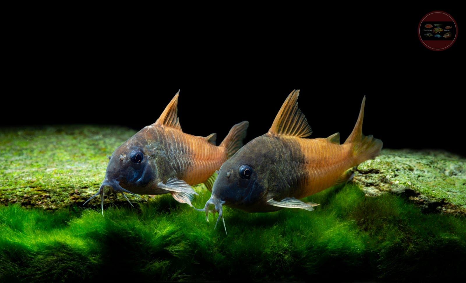 Corydoras sp. CW217 