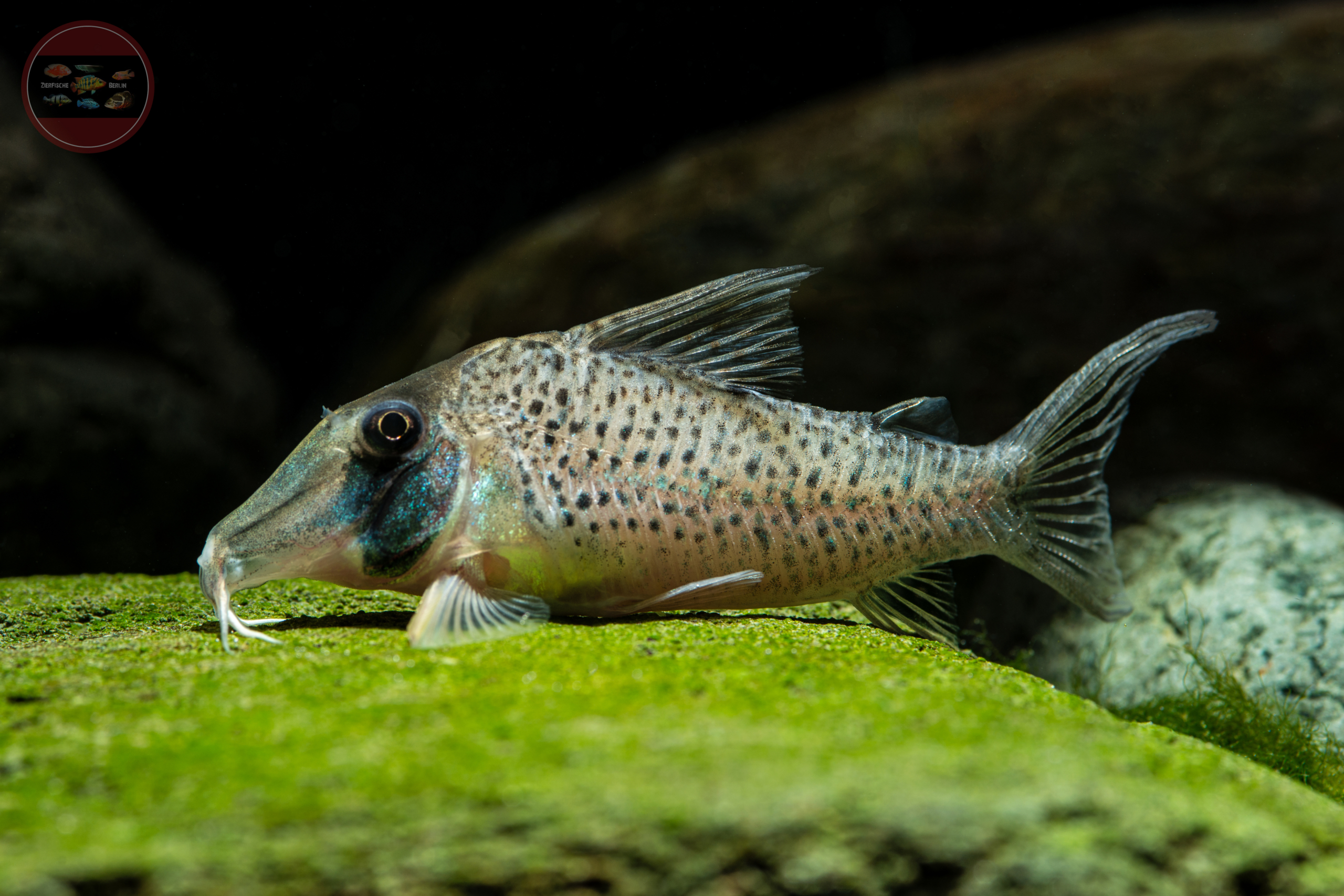 Itaya-Panzerwels, WF Corydoras iiap (C53)