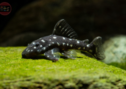 L 280 Micracanthicus vandragti