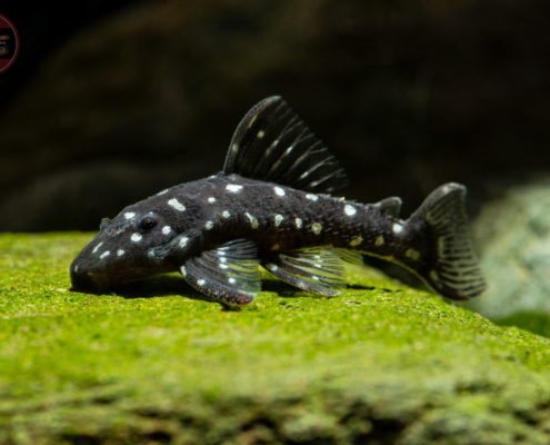 L 280 Micracanthicus vandragti