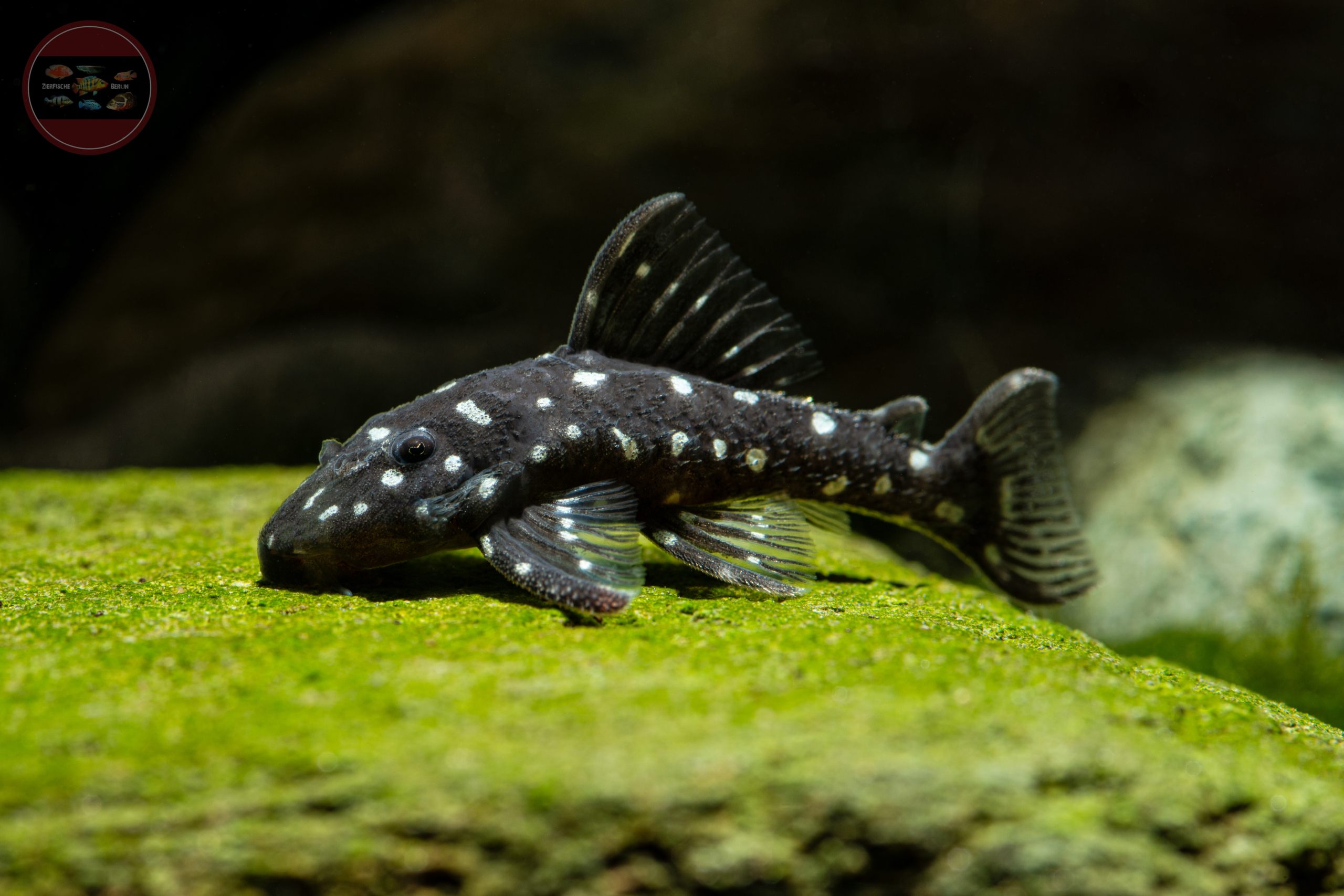 L280 Pseudacanthicus vandragti