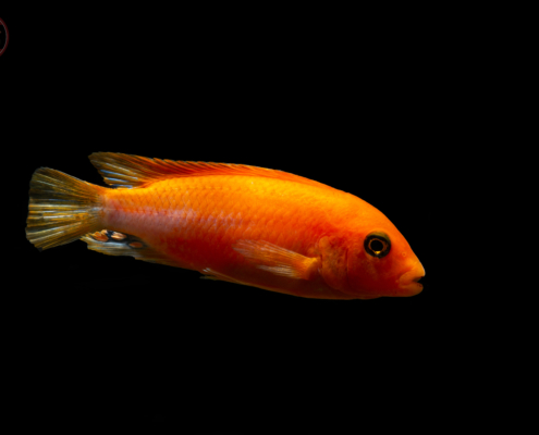 Sunflower-Labidochromis, DNZ Labidochromis sp. "Hongi-Sunflower" 4,5-6 cm (ML)