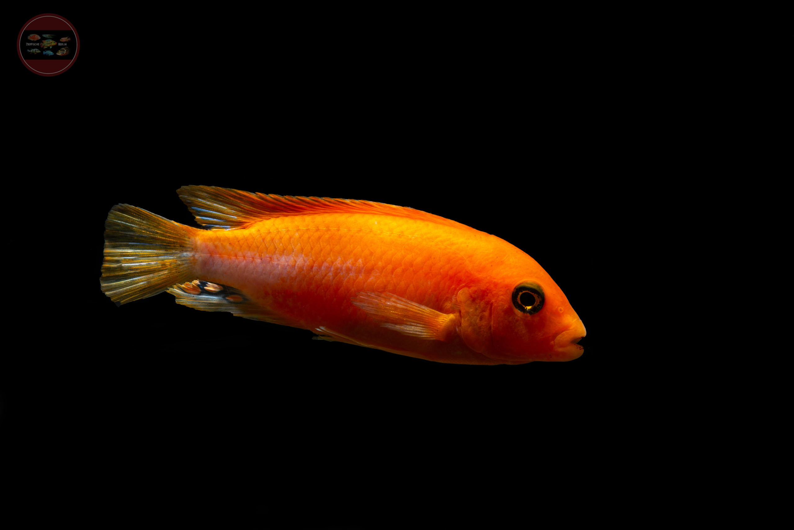 Sunflower-Labidochromis, DNZ Labidochromis sp. 