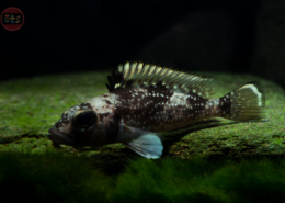 Lemaires-Buntbarsch, DNZ-RARITÄT Lamprologus lemairii