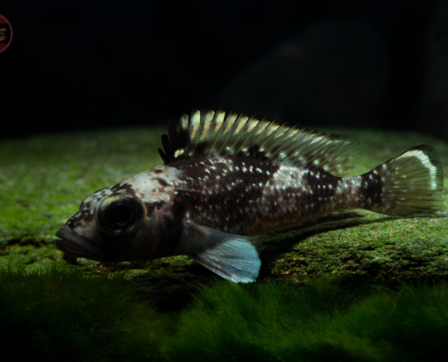 Lemaires-Buntbarsch, DNZ-RARITÄT Lamprologus lemairii