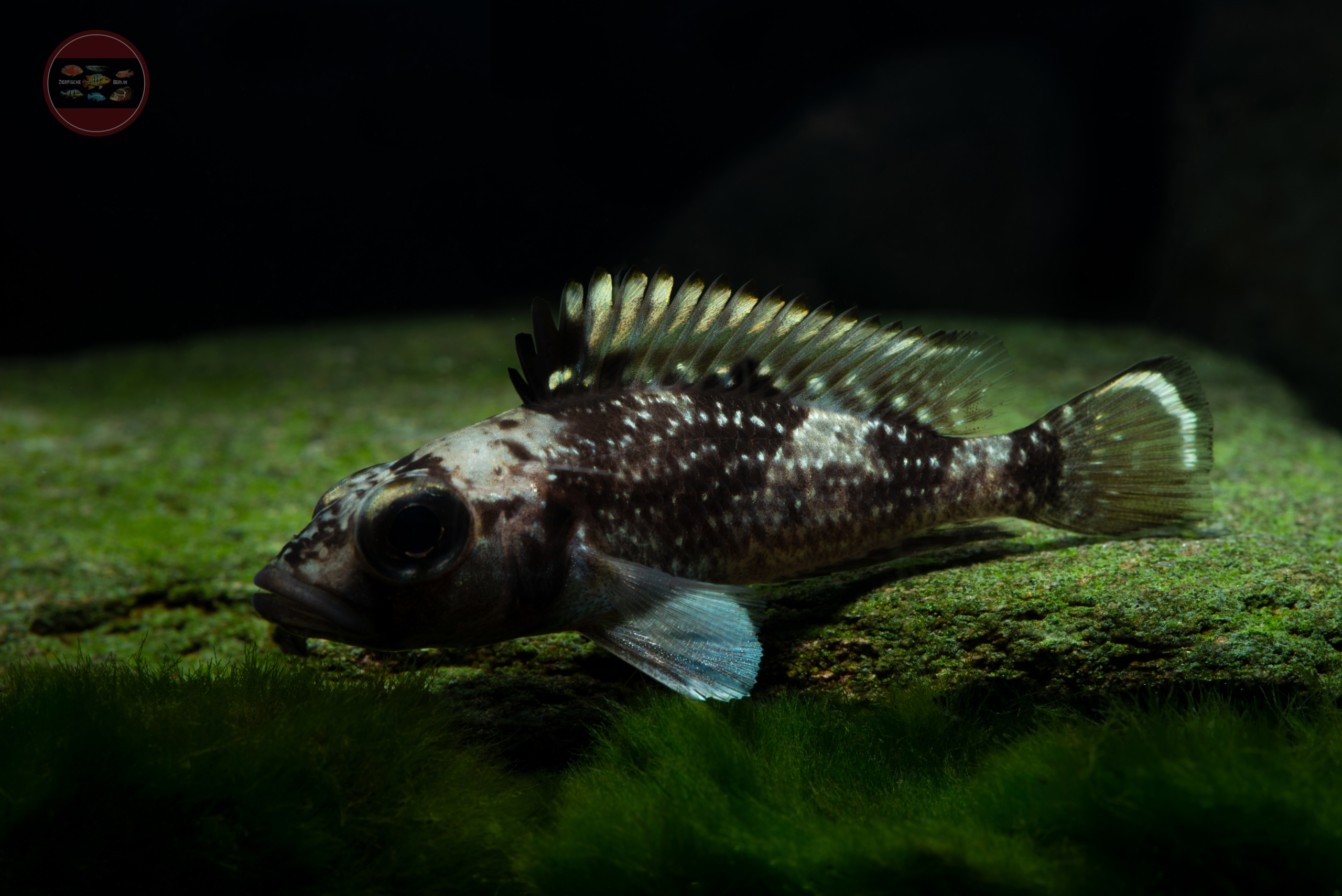 Lemaires-Buntbarsch, DNZ-RARITÄT Lamprologus lemairii