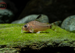 Manú-Panzerwels, DNZ *RARITÄT* Hoplisoma (Corydoras) sp. (CW062)