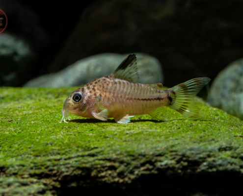 Manú-Panzerwels, DNZ *RARITÄT* Hoplisoma (Corydoras) sp. (CW062)
