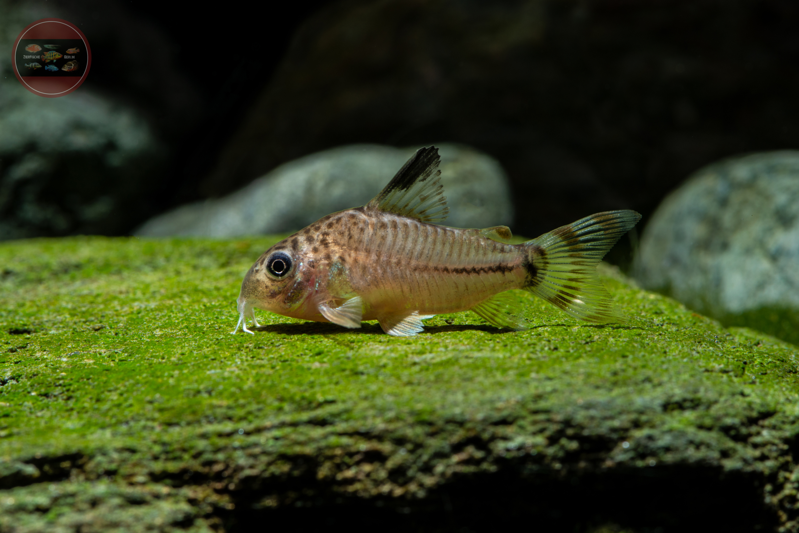 Manú-Panzerwels, DNZ *RARITÄT* Hoplisoma (Corydoras) sp. (CW062)