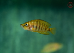 Nanderbuntbarsch-Gold, DNZ Altolamprologus compressiceps "Chaitica"