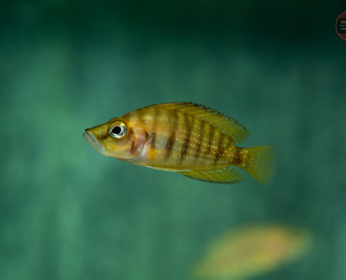 Nanderbuntbarsch-Gold, DNZ Altolamprologus compressiceps "Chaitica"