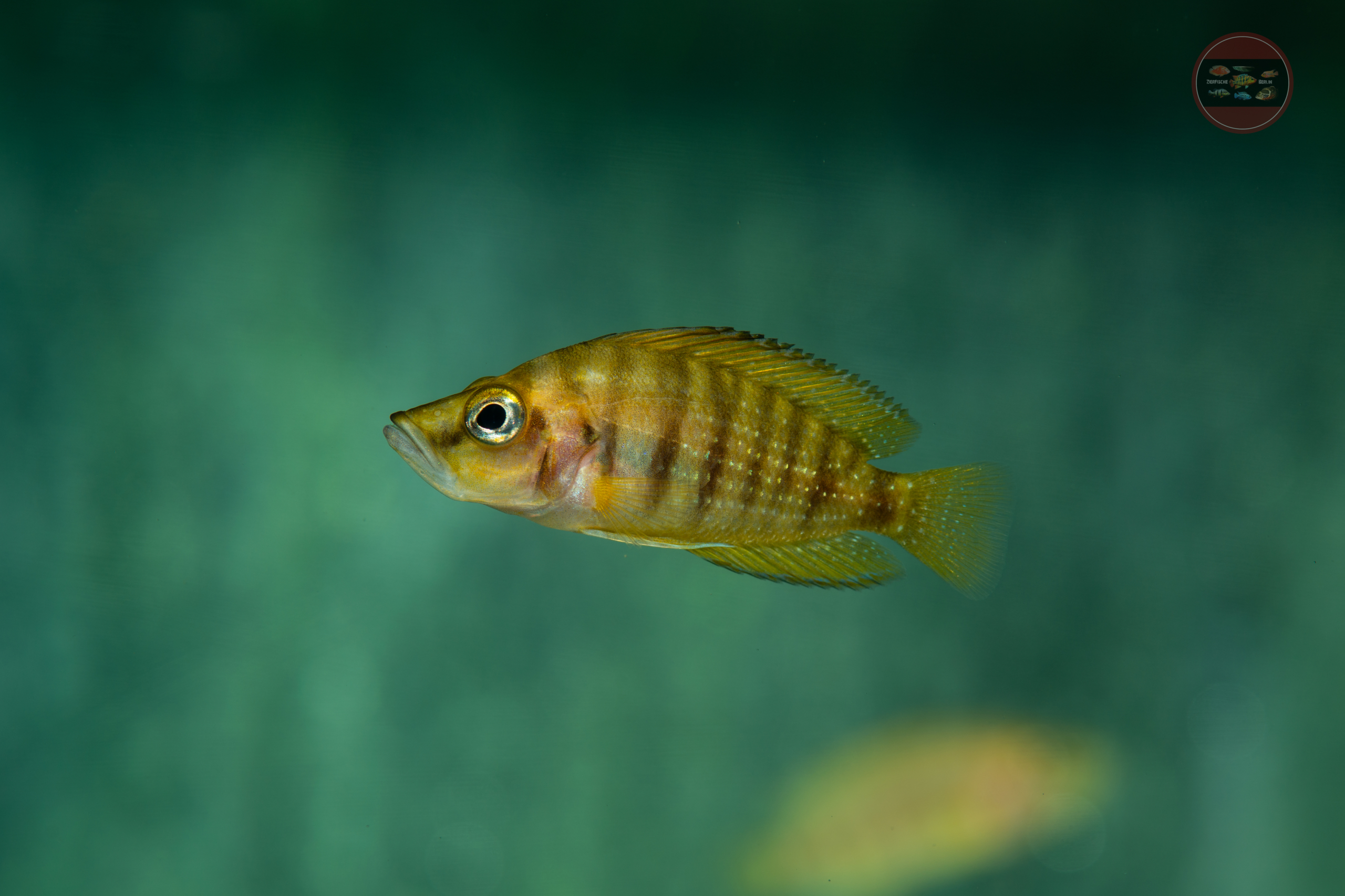 Nanderbuntbarsch-Gold, DNZ Altolamprologus compressiceps 