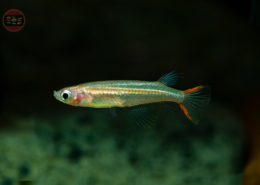 Vietnamesischer Reisfisch, DNZ Oryzias pectoralis