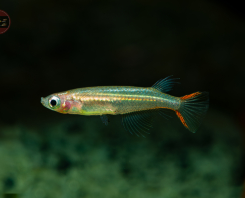 Vietnamesischer Reisfisch, DNZ Oryzias pectoralis