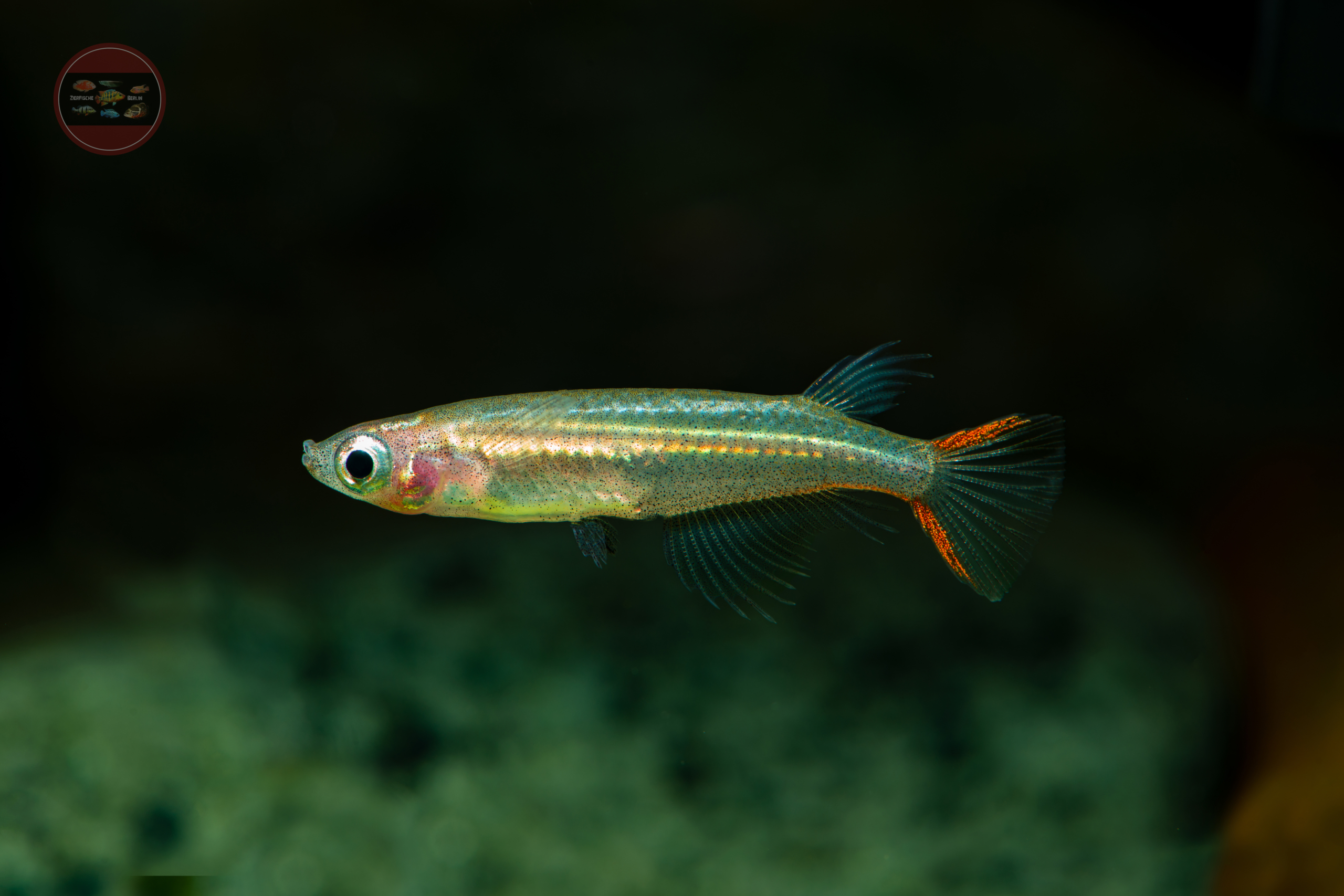 Vietnamesischer Reisfisch, DNZ Oryzias pectoralis