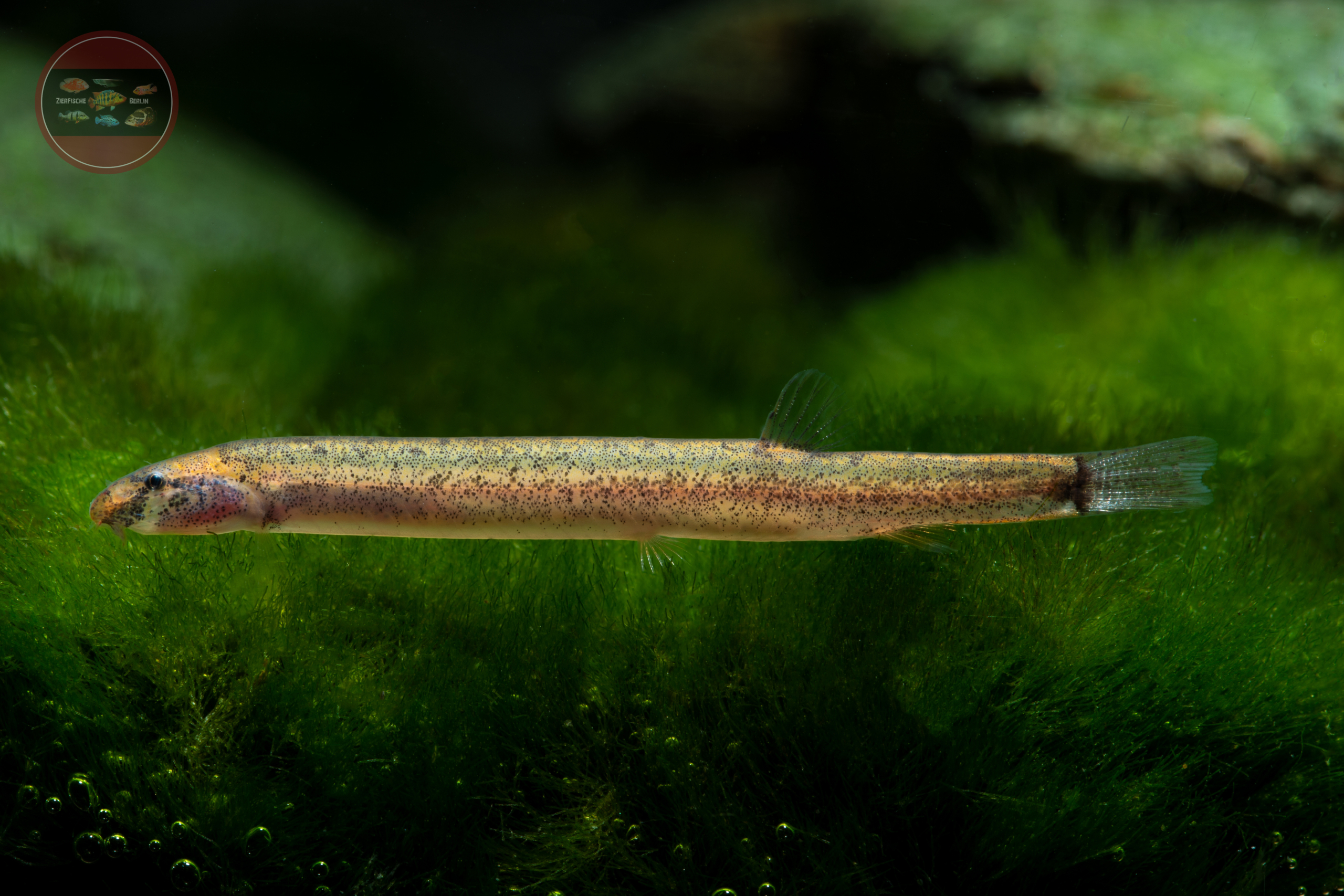 Pfeffer-Zwergdornauge, WF Pangio piperata