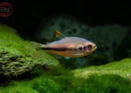 Rotaugen-Königssalmler, DNZ Inpaichthys sp. "Red Eye"