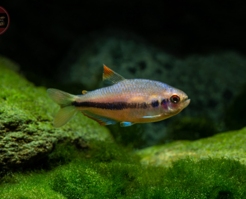 Rotaugen-Königssalmler, DNZ Inpaichthys sp. "Red Eye"