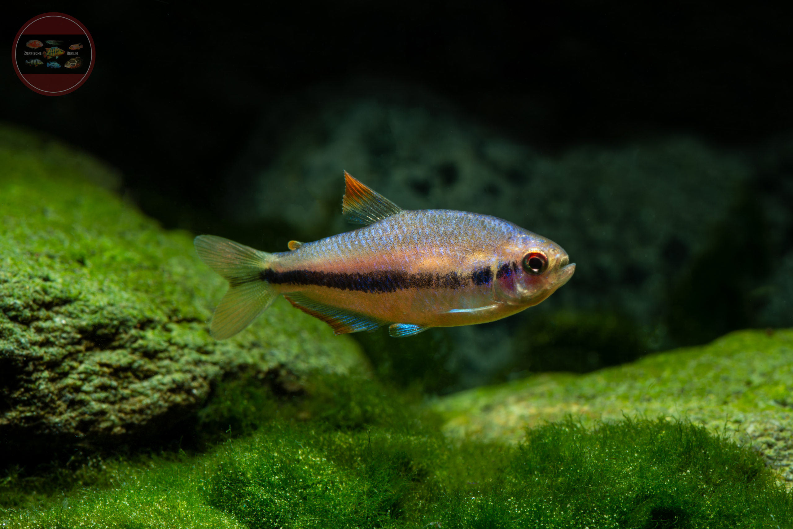 Rotaugen-Königssalmler, DNZ Inpaichthys sp. 