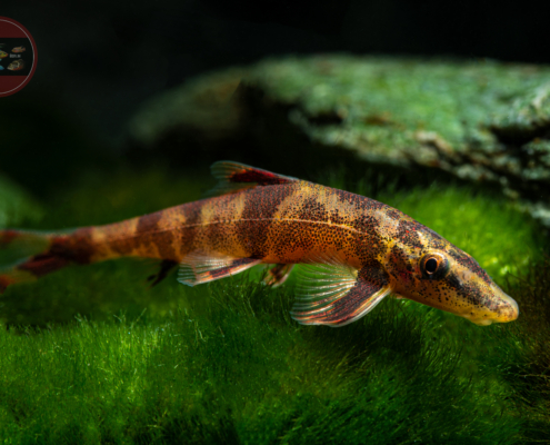 Schistura devdevi Sattelfleck Zwergschmerle