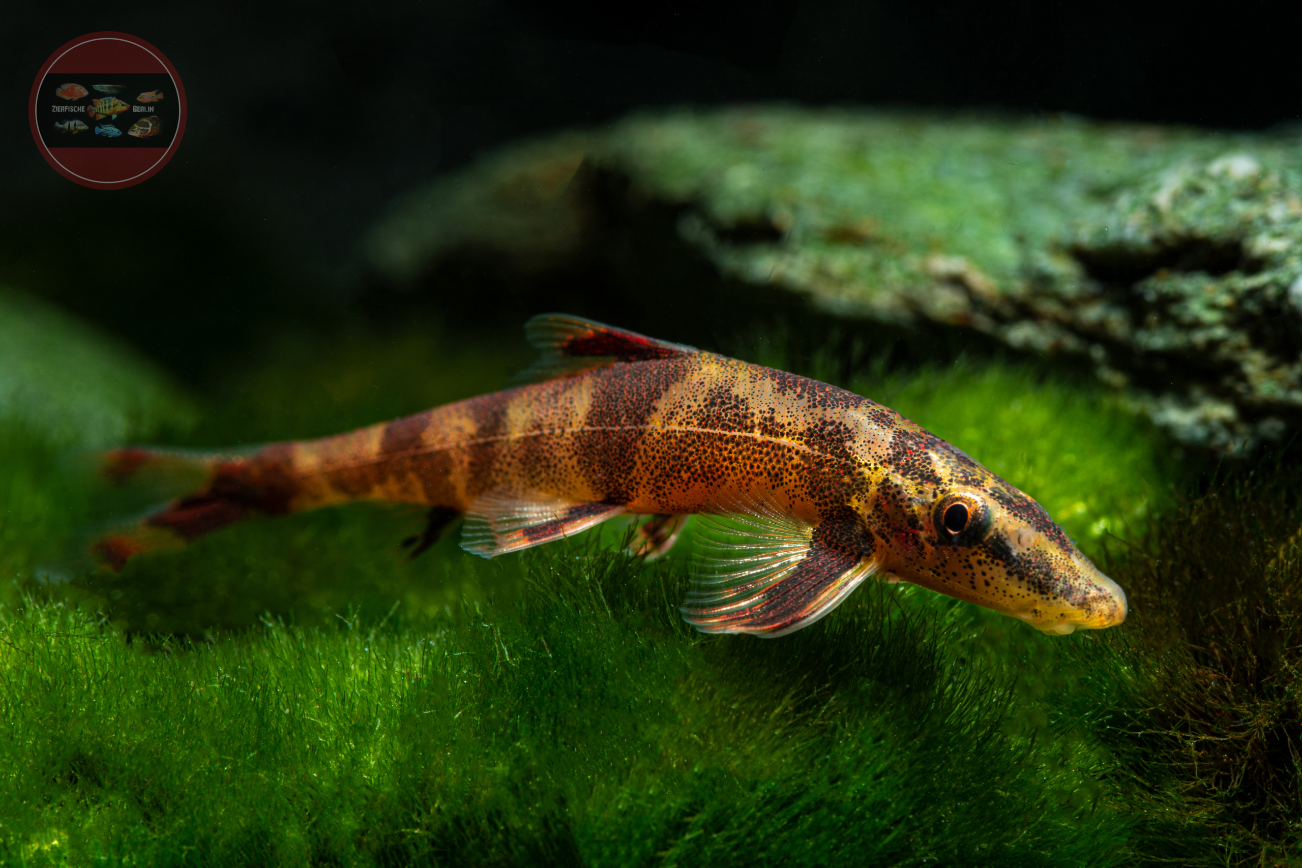 Schistura devdevi Sattelfleck Zwergschmerle