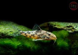 Schachbrett-Schabrackenpanzerwels, DNZ Scleromystax sp. (CW198)